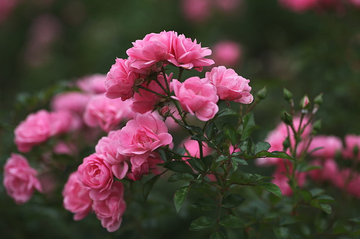 HD wallpaper: pink rose flowers, roses, petals, blur, buds, nature, pink  Color | Wallpaper Flare