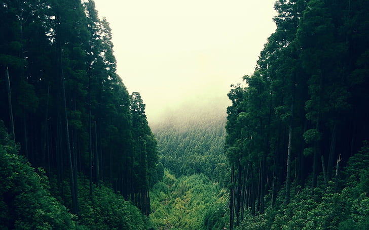dense, forest