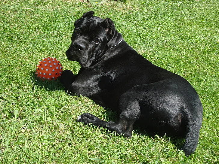 black Cane Corso puppy, dogs, grass, ball, play, pets, animal, HD wallpaper