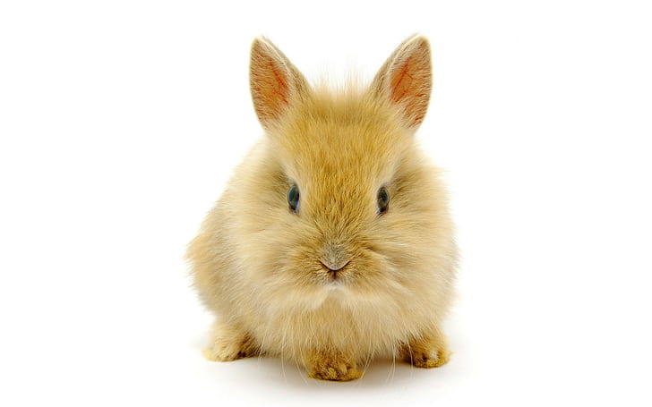 Bunny Rabbit White HD, brown bunny, animals
