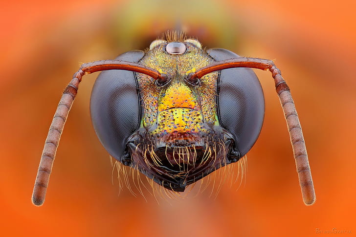 bees, closeup, HD wallpaper