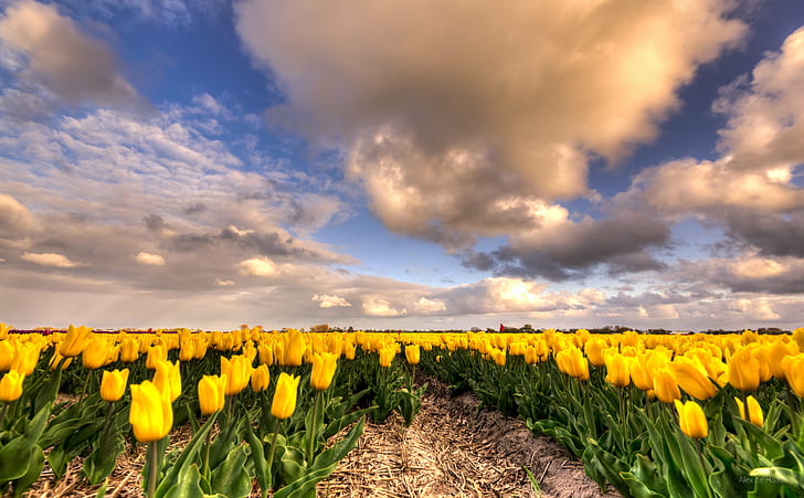 yellow tulips plantation under the blue sky during dytime, tulips, HD wallpaper