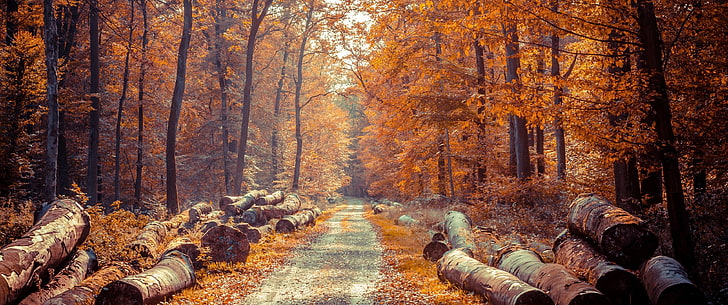 tree logs, fall, forest, road, autumn, land, plant, nature, beauty in nature