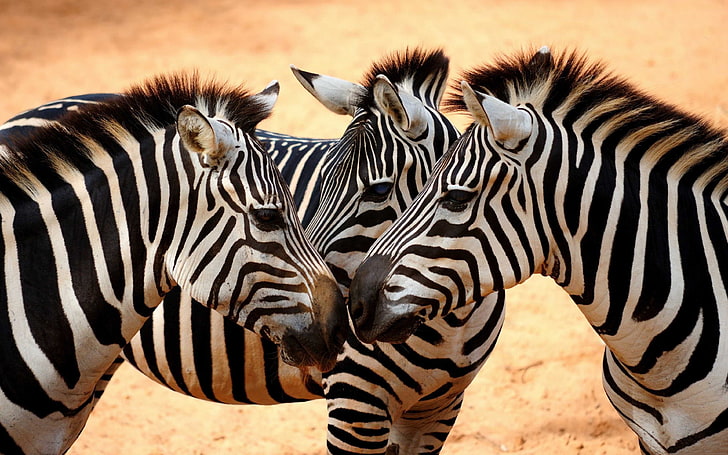 African Zebras-Desktop HD Wallpaper for Mobile phones-Tablet and PC-3840×2400, HD wallpaper