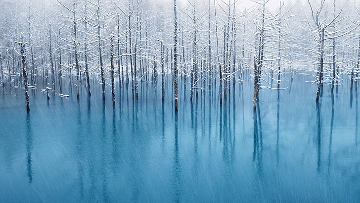 leafless tree, ice, frozen lake, nature, trees, winter, forest