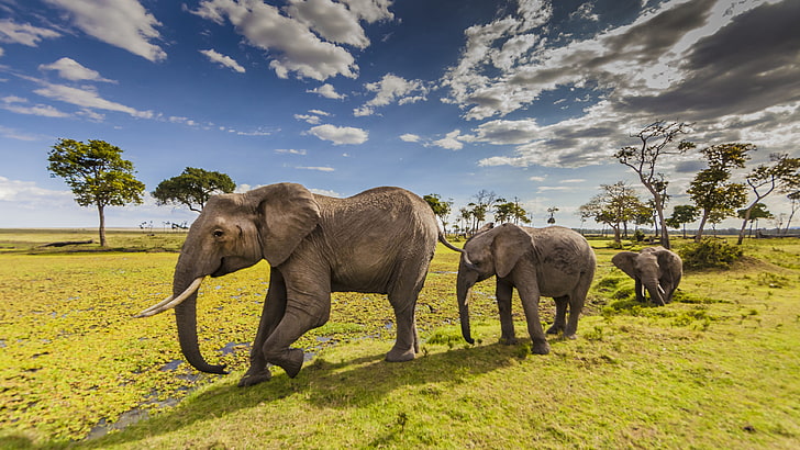 HD wallpaper: Animals Elephants In Maasai Mara County Park In Kenya Desktop  Hd Wallpapers For Mobile Phones And Computer 3840×2160 | Wallpaper Flare