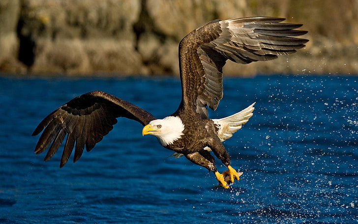 bald Eagle, flight, wings, spray, bird, water, eagle - Bird, wildlife