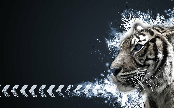 Tiger with blue eyes HD wallpapers  Pxfuel