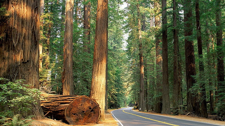 Road Forest Trees Redwood HD, nature