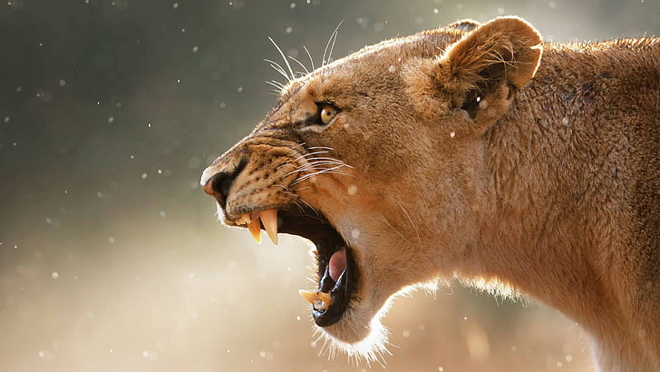 head, big cat, lion, teeth, angry, roar, roaring, lioness