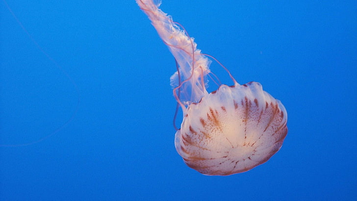 jellyfish, cnidaria, marine invertebrate, marine biology, ocean