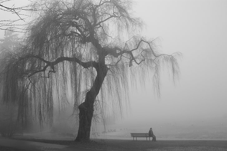 silhouette photo of person sitting on bench beside the tree, landscape