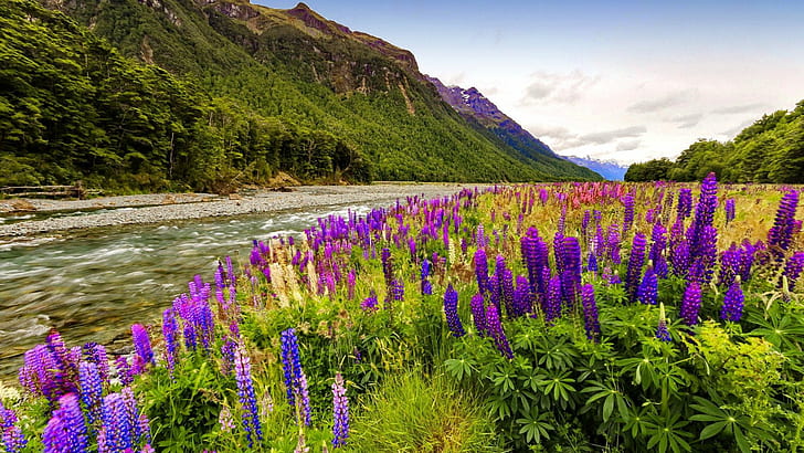 Landscape Wild Flowers Purple Lupine Flower Coast Mountain River Rocks Gravel Pine Forest Sky Wallpapers For Desktop 1920×1080