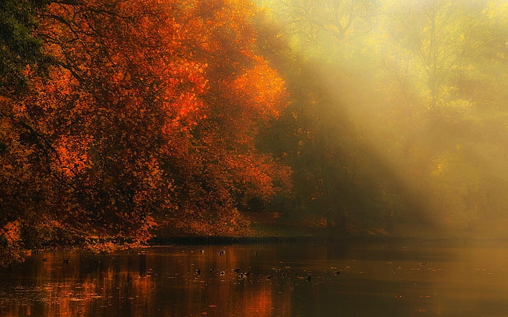 nature, landscape, river, forest, fall, mist, sun rays, trees, HD wallpaper