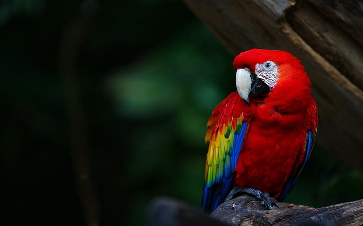 Red feather parrot, macaw, beak, HD wallpaper