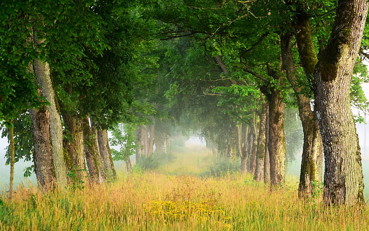 Summer nature scenery, trees, grass, fog, dawn, green leaf trees, HD wallpaper