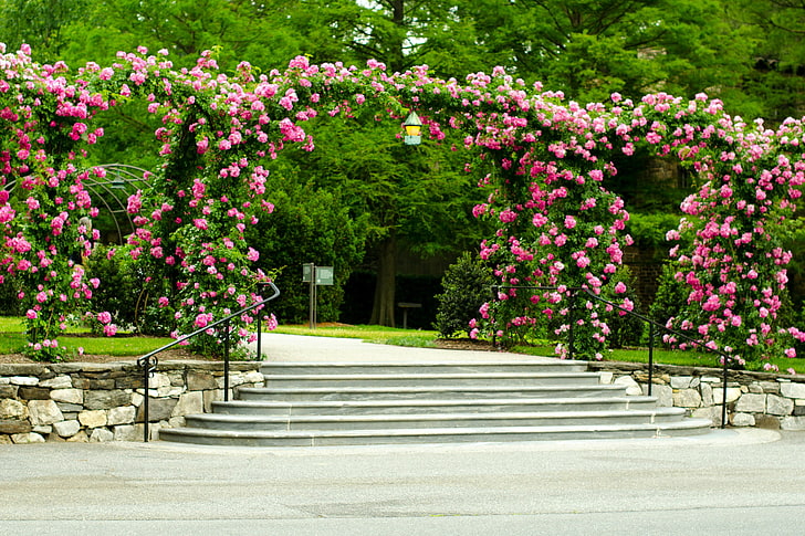 trees, flowers, Park, lawn, roses, ladder, track, steps, canopy, HD wallpaper