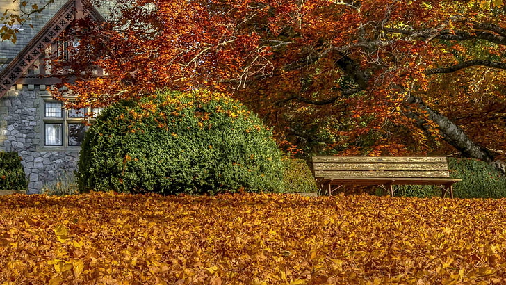 red and brown floral area rug, fall, leaves, bench, autumn, plant, HD wallpaper