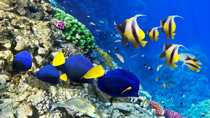 coral reef, photography, coral reef fish, fishes, pomacentridae, HD wallpaper