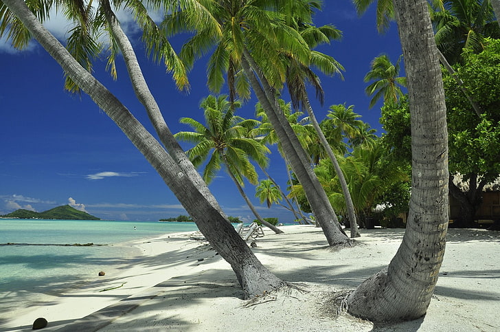 Earth, Beach, French Polynesia, Lagoon, Palm Tree, Tahiti, Tropics, HD wallpaper