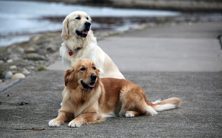 Dogs, Animals, Golden Retrievers, one light and one dark golden retriever