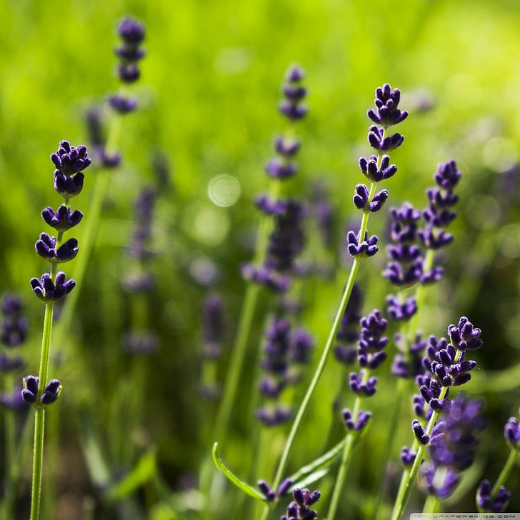 Lavender, Purple Flowers, Depth of Field, Bokeh, purple petaled flowers