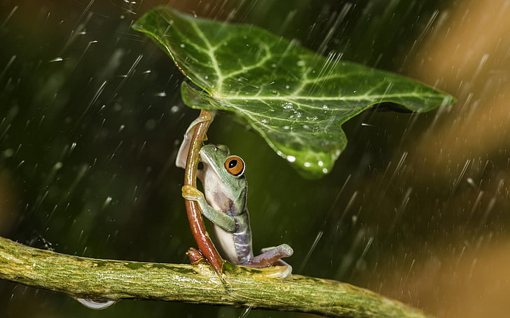 red-eyed tree frog, green frog holding green leaf during raintime