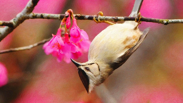brown and white bird with bird, birds, painting, pink flowers, HD wallpaper