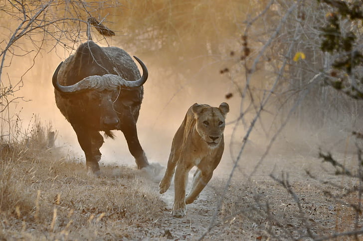 Bull chase lion, Africa, HD wallpaper