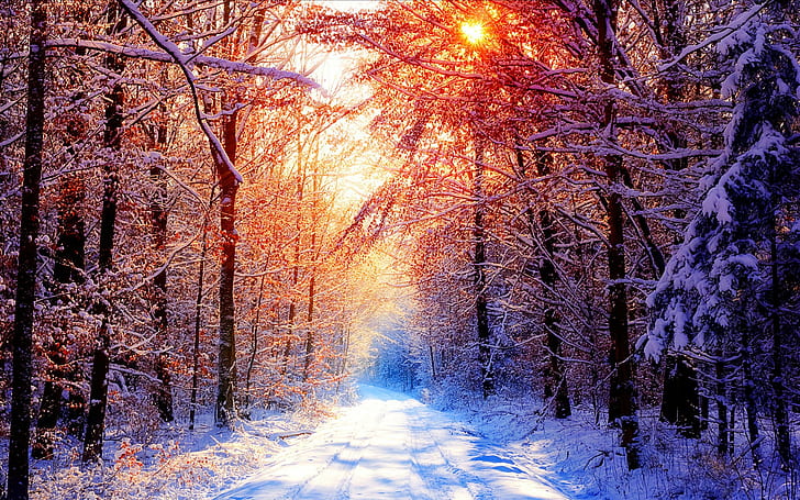 trees, forest, snow, winter, Sun, nature