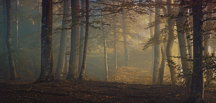 brown woods, foggy forest, fall, leaves, shrubs, trees, mist