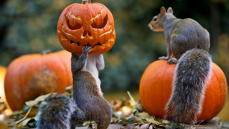 halloween, squirrels, pumpkin, mask, funny, cute, celebration, HD wallpaper