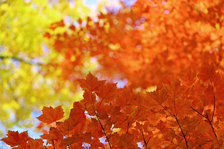 autumn, fall, foilage, landscape, leaf, leaves, nature, tree