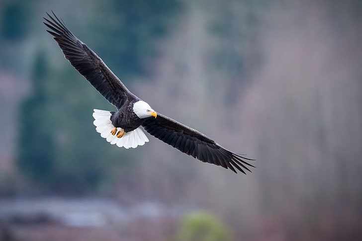 flight, Bald eagle, bird of prey, Haliaeetus leucocephalus