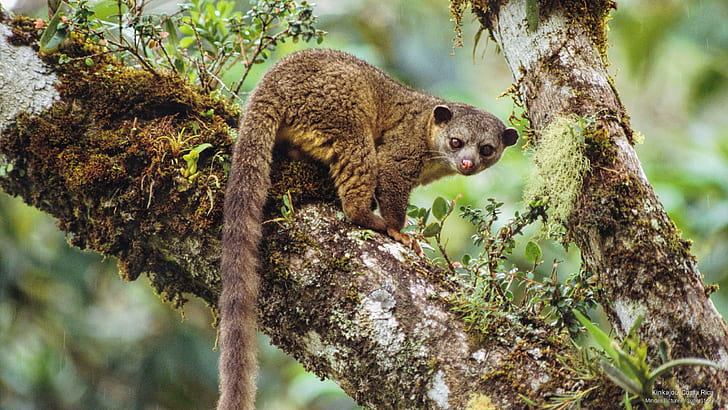 Kinkajou, Costa Rica, Animals, HD wallpaper
