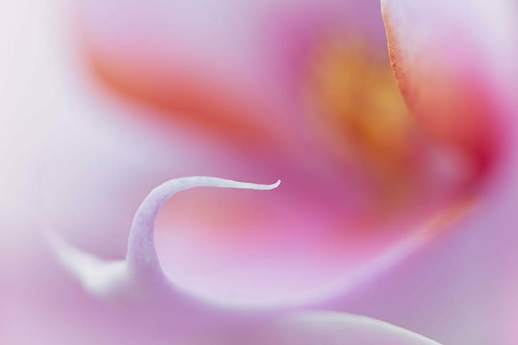 macro photo of pink flower, Caress, orchid, orchids, floral, closeup, HD wallpaper