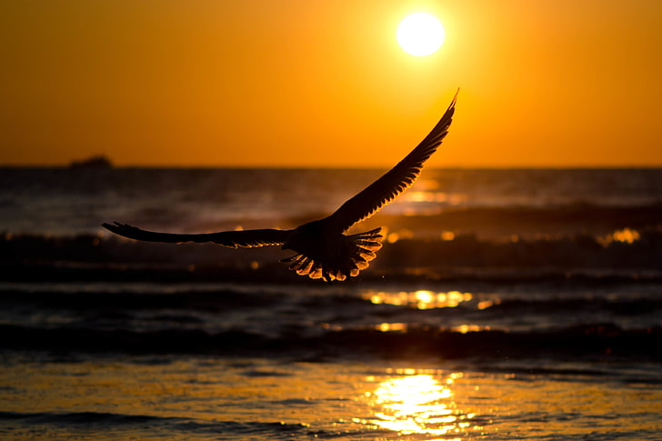 black eagle, sea, wave, the sky, water, the sun, sunset, nature