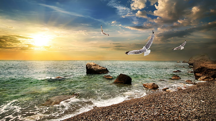 wave, glorious, glowing, morning, good morning, seagulls, mew gull, HD wallpaper