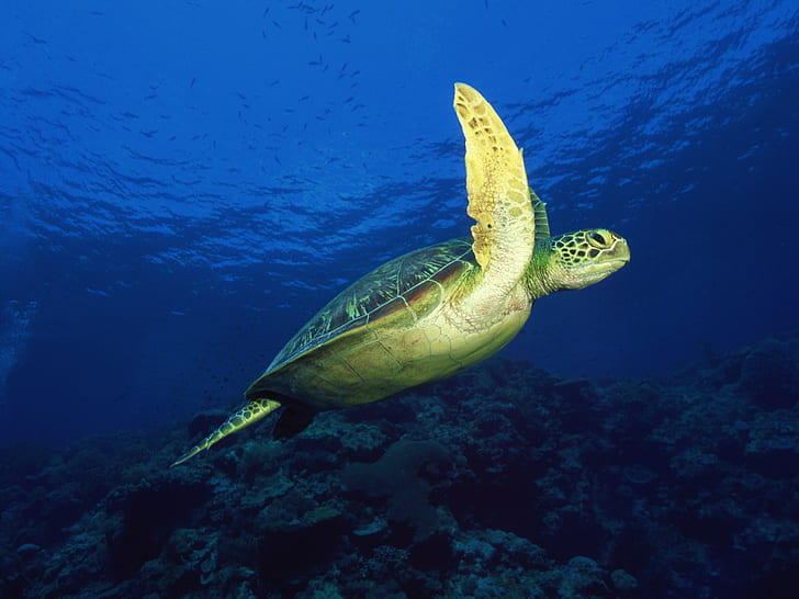 Sea Turtle, Animals, Sea, Rocks, Blue, green tortoise, HD wallpaper