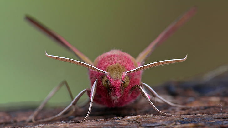 animals, moth, insect, lepidoptera, macro