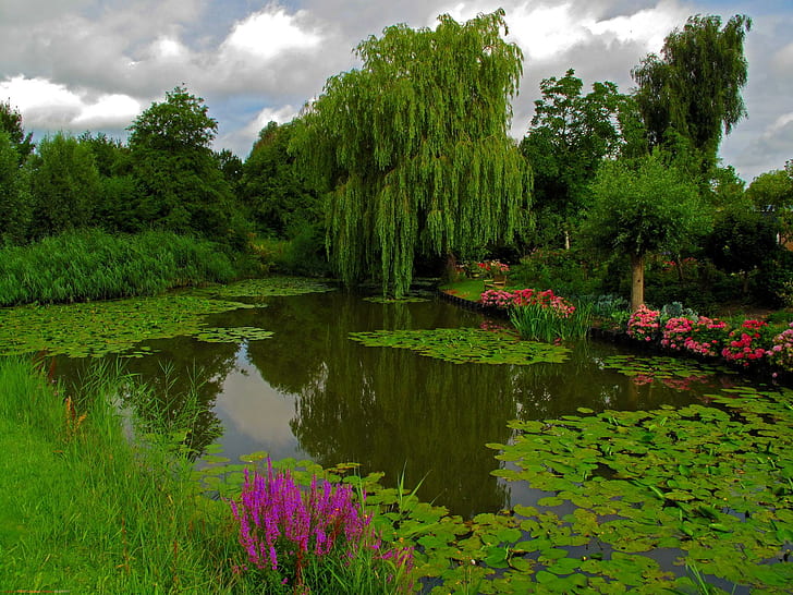 Beautiful Pond., lake, weeping willow, waterlily, park, flower, HD wallpaper