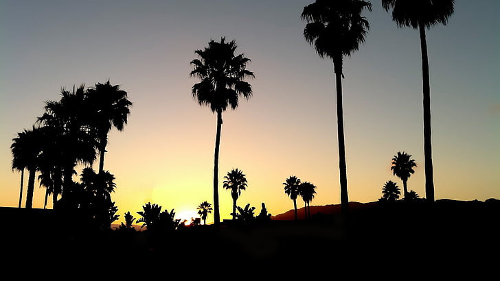 silhouette of trees during golden hour, sunset, black, palm trees, HD wallpaper