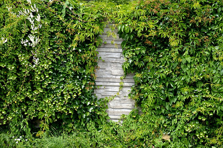 climber, garden, garden wall, green, hedge, leaves, natural stone, HD wallpaper