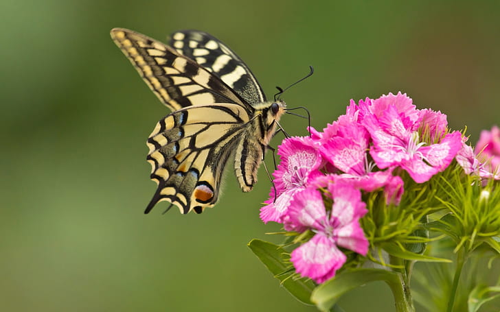 Butterfly, pink flowers, close-up, white and black swallowtail butterfly