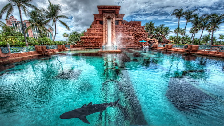 underwater, shark, palms, chute, pool, tropical, bahamas, crystal cay marine park, HD wallpaper