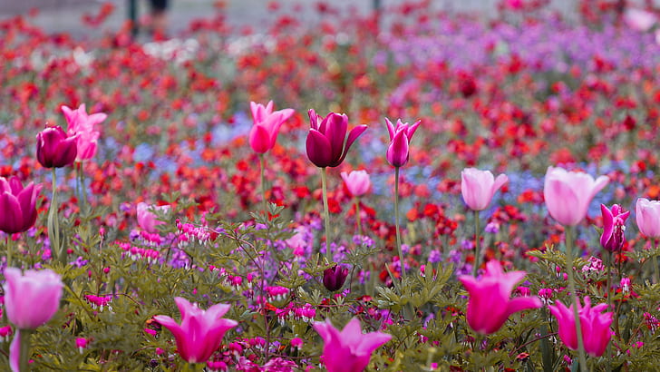 pink flower, tulips, tulips, jardin, colores, purpura, rojo, bordeau, HD wallpaper