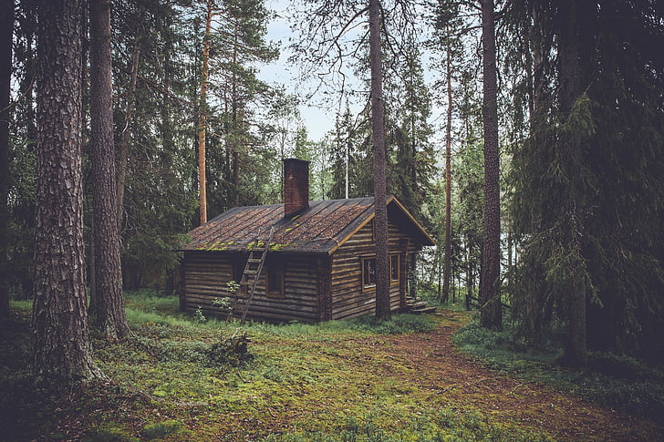 brown wooden cabin, nature, forest, trees, fall, house, lake