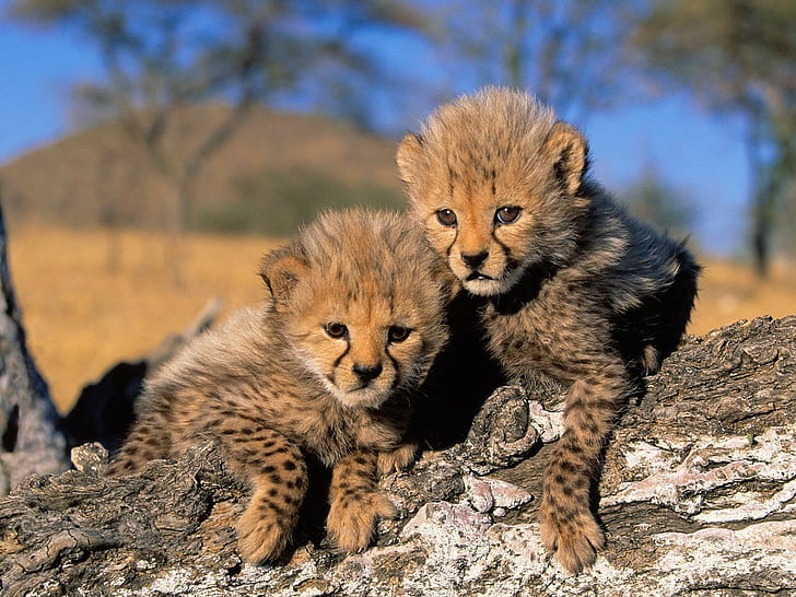 cheetah, baby animals, Africa, nature, landscape, cubs, cheetahs, HD wallpaper