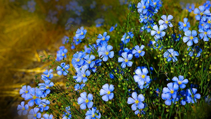 flower, blue flowers, flora, plant, wildflower, spring, flowering plant, HD wallpaper