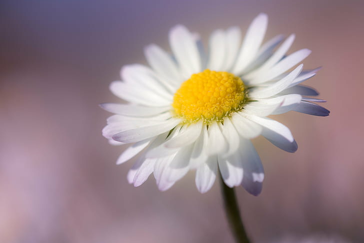 closeup photo of white Daisy flower, mon, gazon, pâquerette